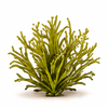 Wildcrafted Sea Moss